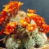 Rebutia